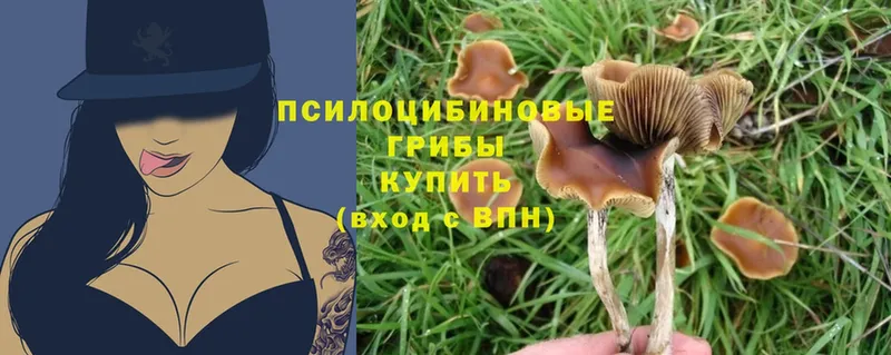 Псилоцибиновые грибы Psilocybe  Грязовец 